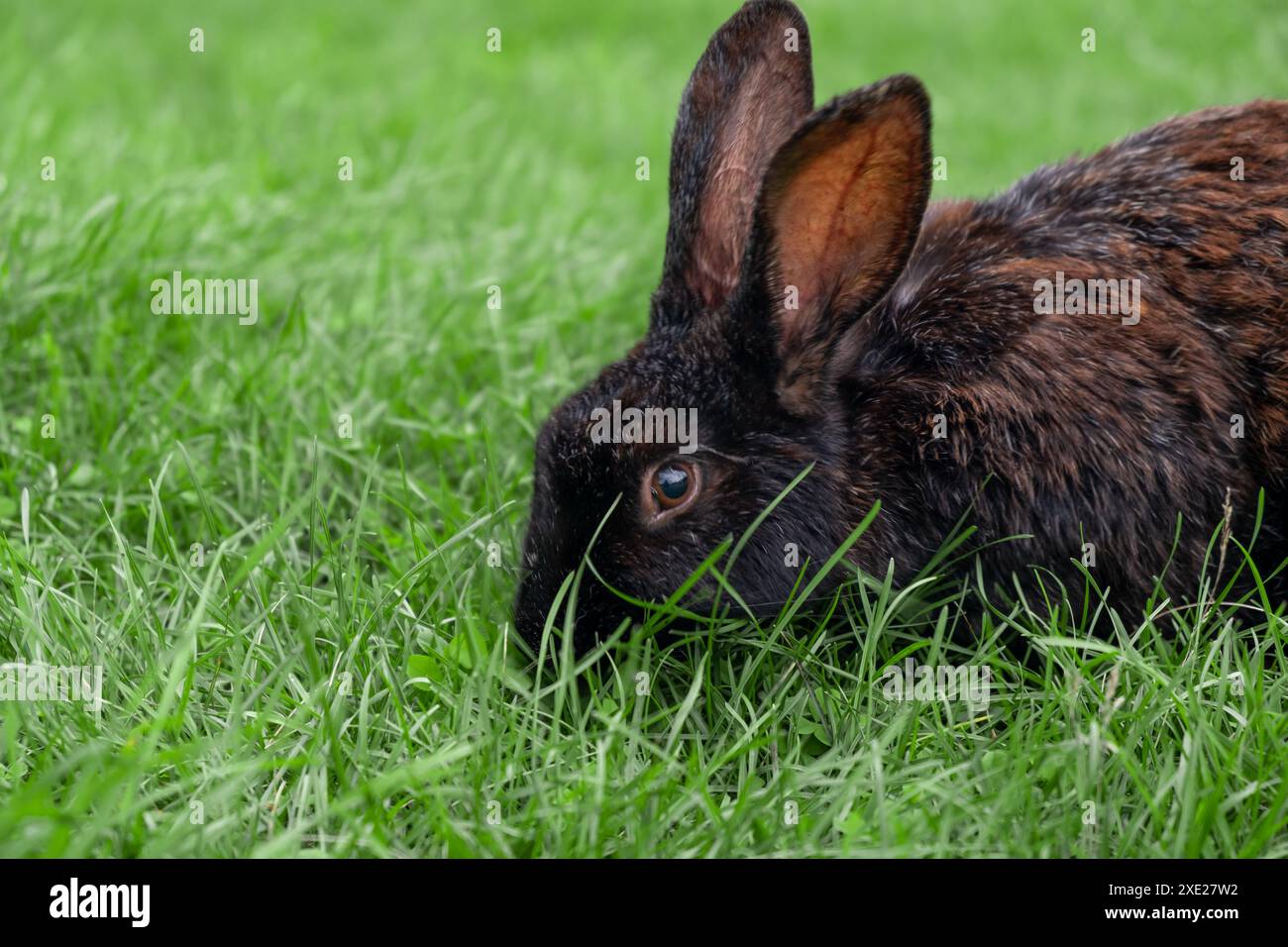 Kaninchen mit großen Ohren, die im Garten auf dem Rasen spazieren. Stockfoto