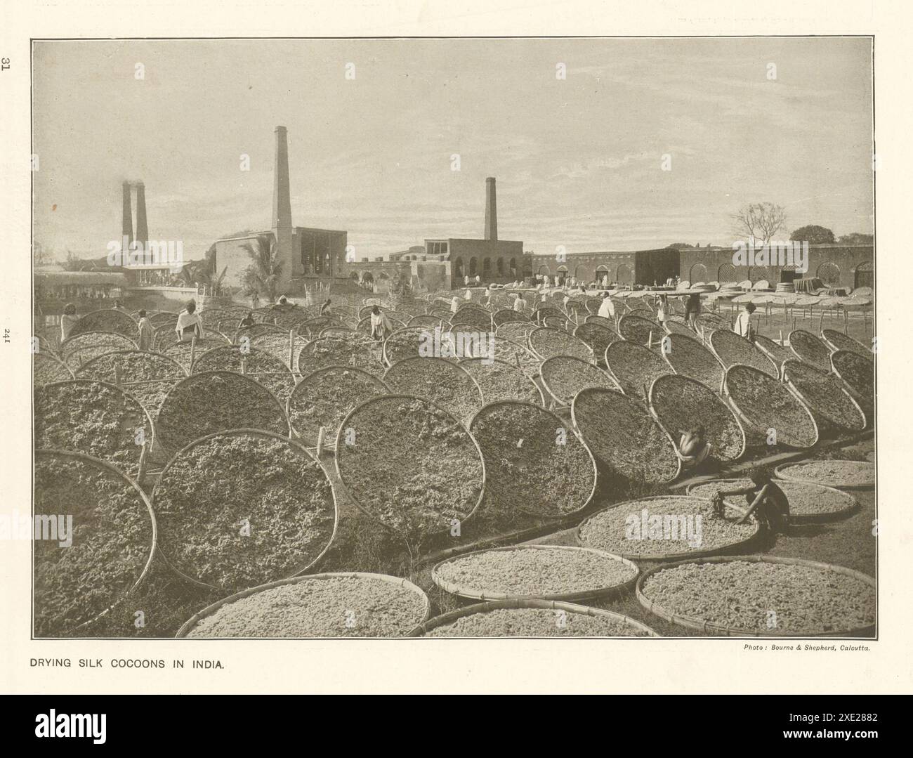 Trocknende Seidenkokons in Indien. 1910 Stockfoto