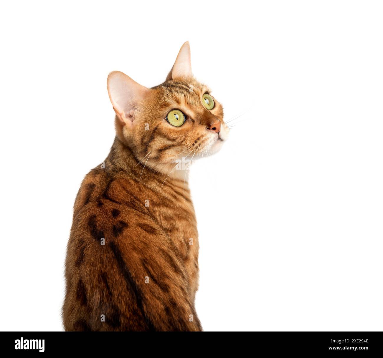Die bengalische Katze auf weißem Hintergrund sieht seitlich aus. Stockfoto