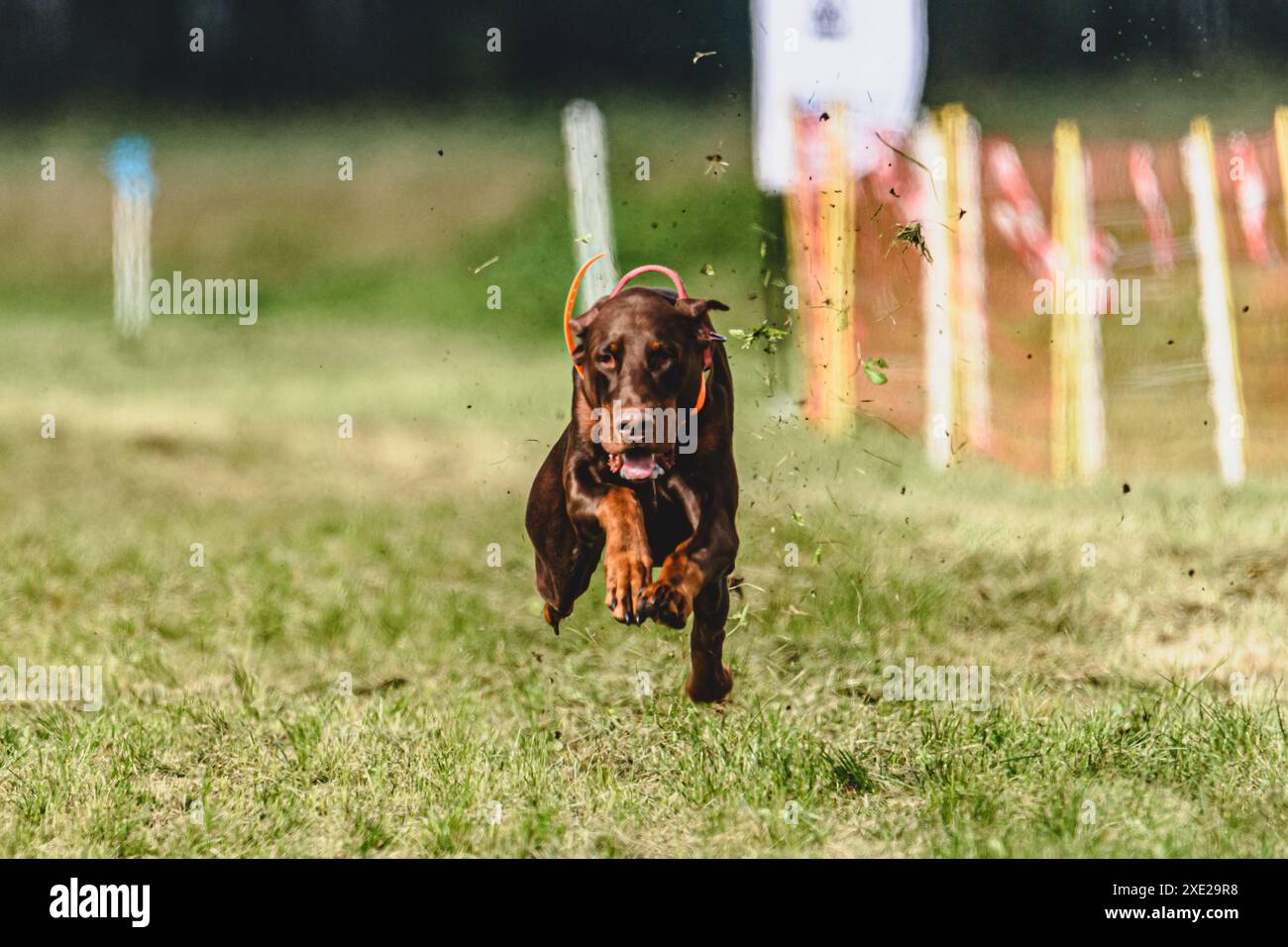 Dobermann erhob sich während des Rennens vom Boden und lief direkt in die Kamera Stockfoto