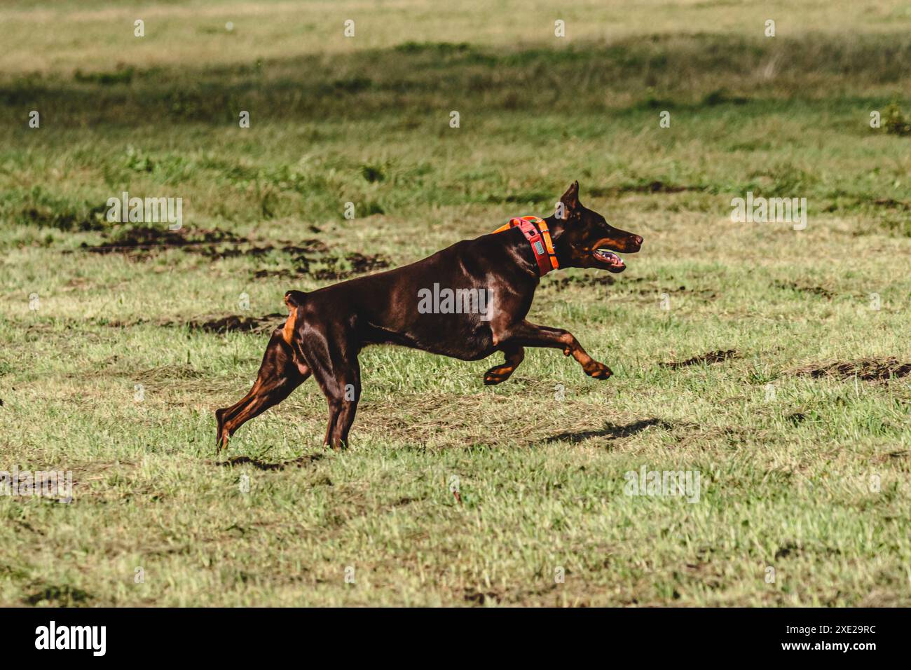 Dobermann erhob sich während des Rennens vom Boden und lief direkt in die Kamera Stockfoto