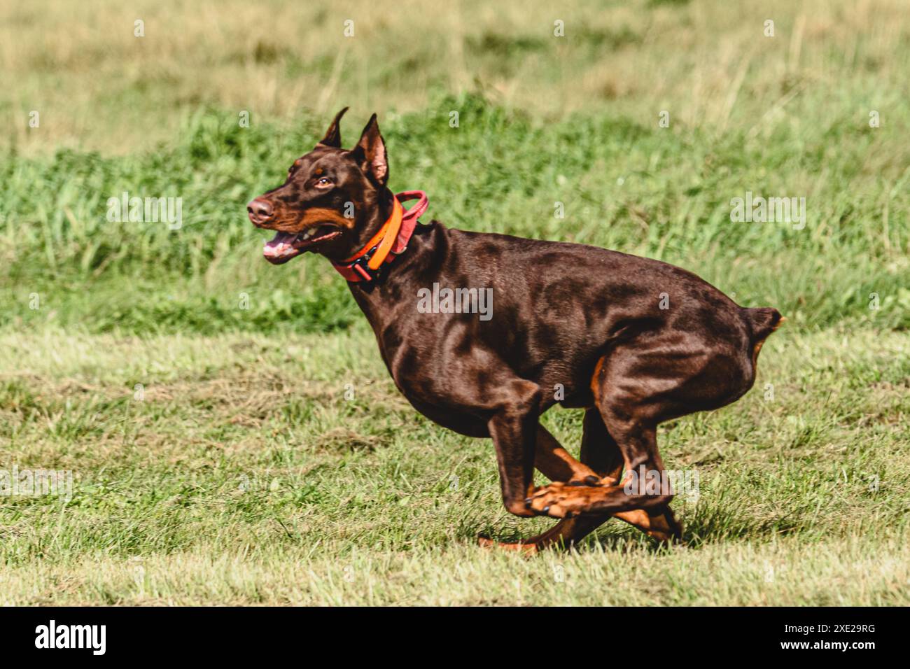 Dobermann erhob sich während des Rennens vom Boden und lief direkt in die Kamera Stockfoto
