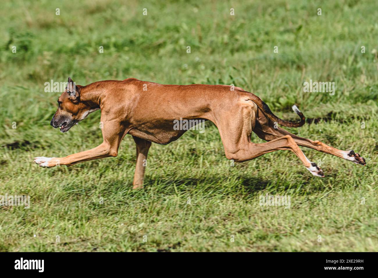 Der Azawakh-Hund hob sich während des Wettkampfs vom Boden ab und lief direkt in die Kamera Stockfoto