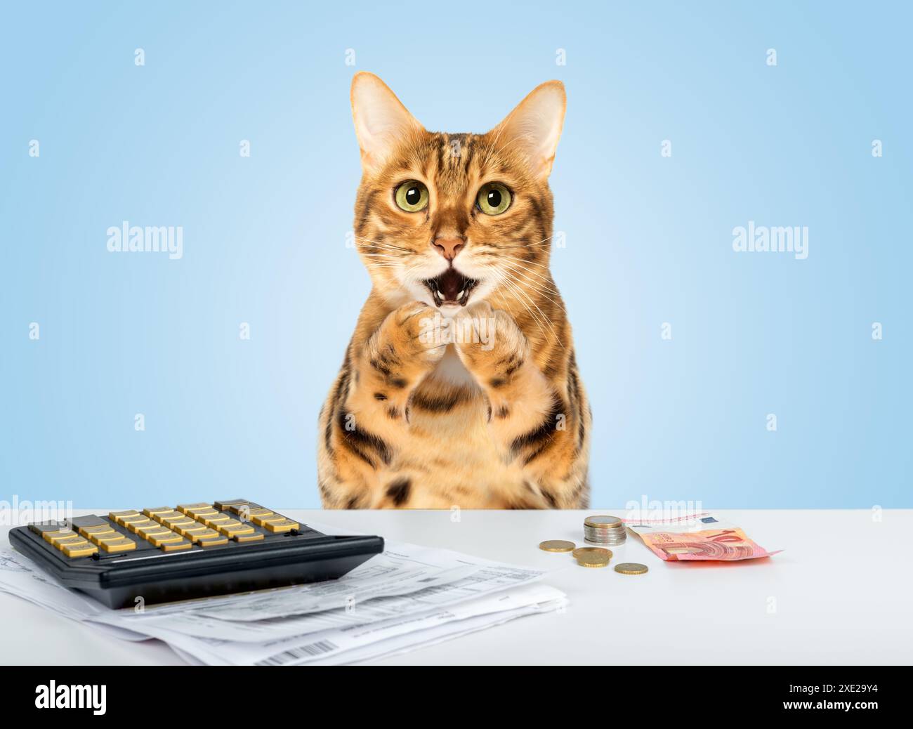Die schockierte Katze berechnet die Ausgaben manuell auf einem Rechner Stockfoto