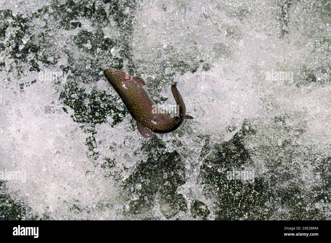 Diese Regenbogenforellen machen interessante Bewegungen und Formationen, wenn sie aus einem Rohr steigen und während einer Wiederauffüllung der Sipsey Fork in den Fluss darunter fallen. Stockfoto