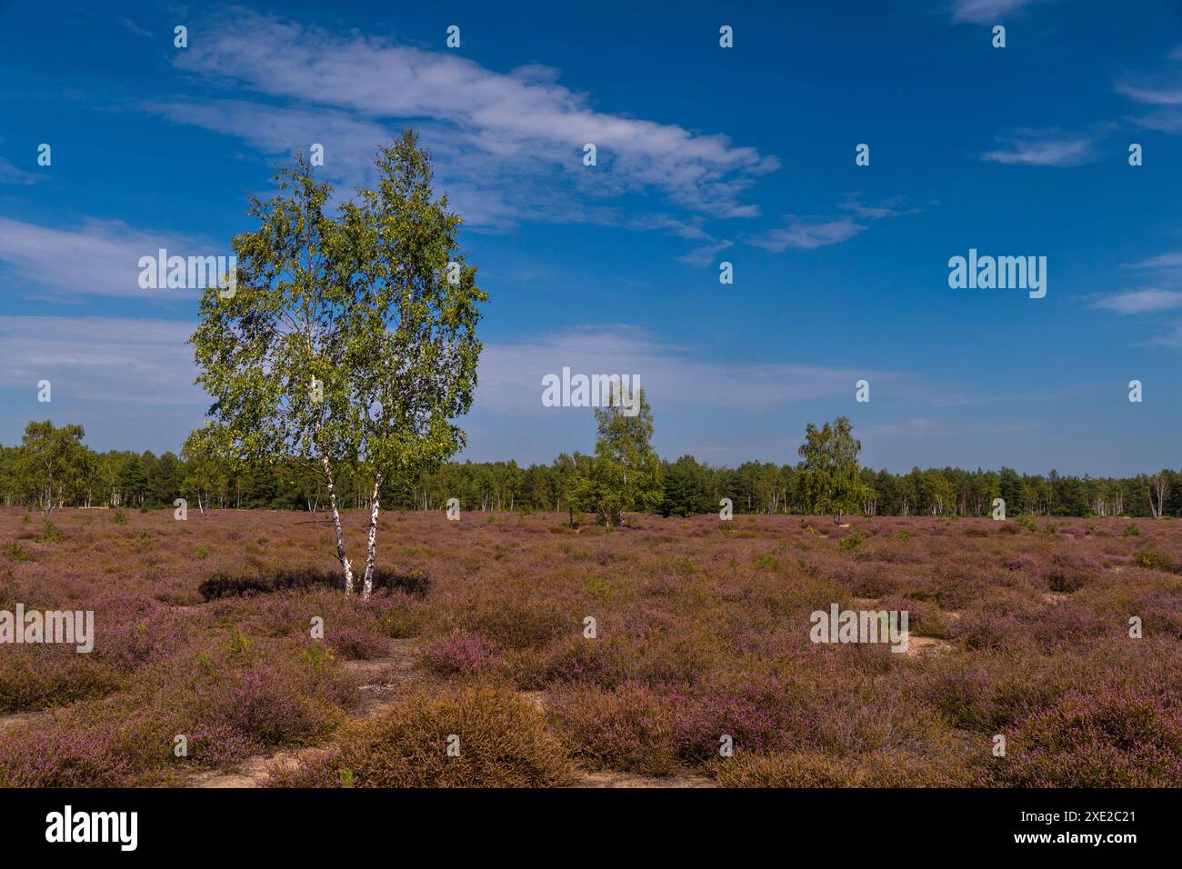 Heidenlandschaft in der Oberlausitz 1 Stockfoto