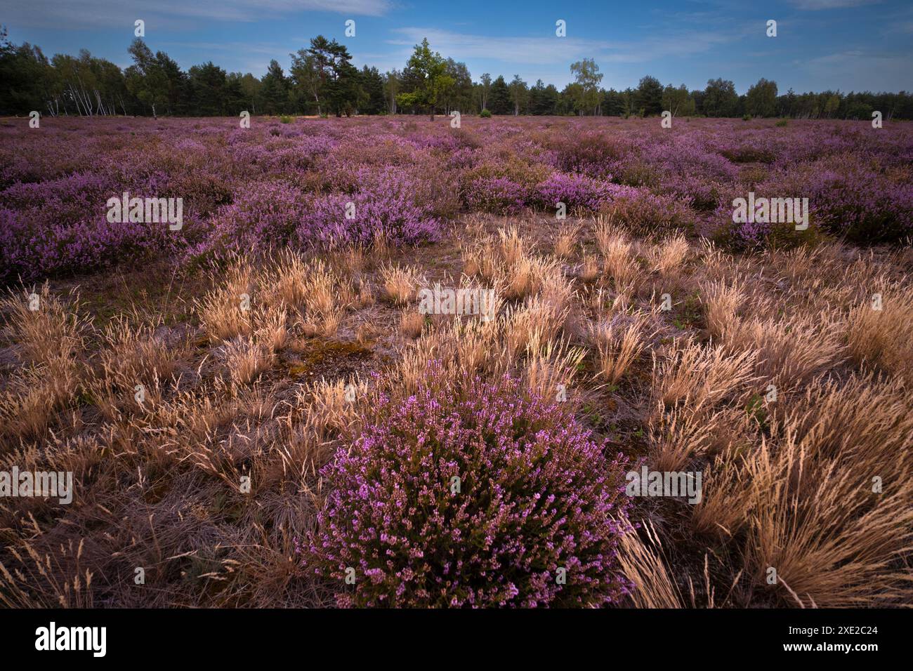 Heidelandschaft in der Oberlausitz 7 Stockfoto