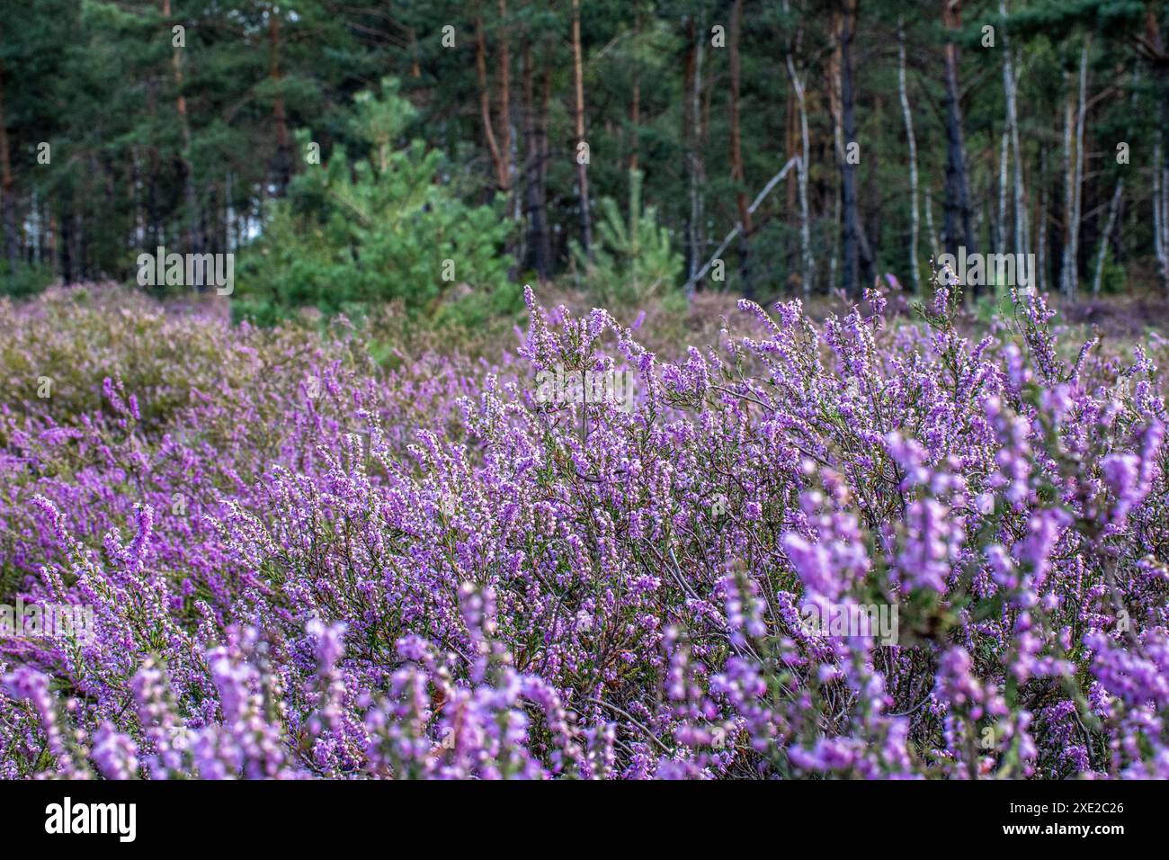 Heidelandschaft in der Oberlausitz 6 Stockfoto