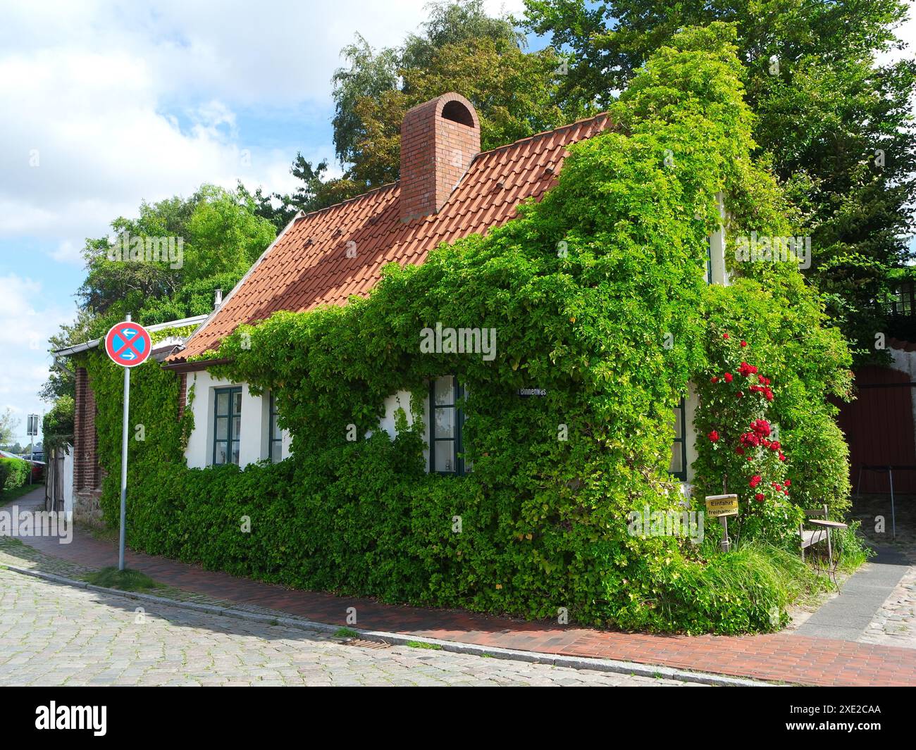 deutsche eibe Eibe kaufen main image 0