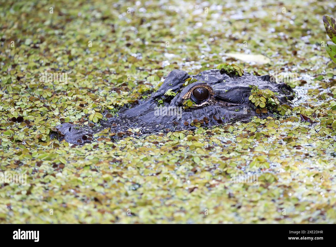 Alligator im Wasser Stockfoto