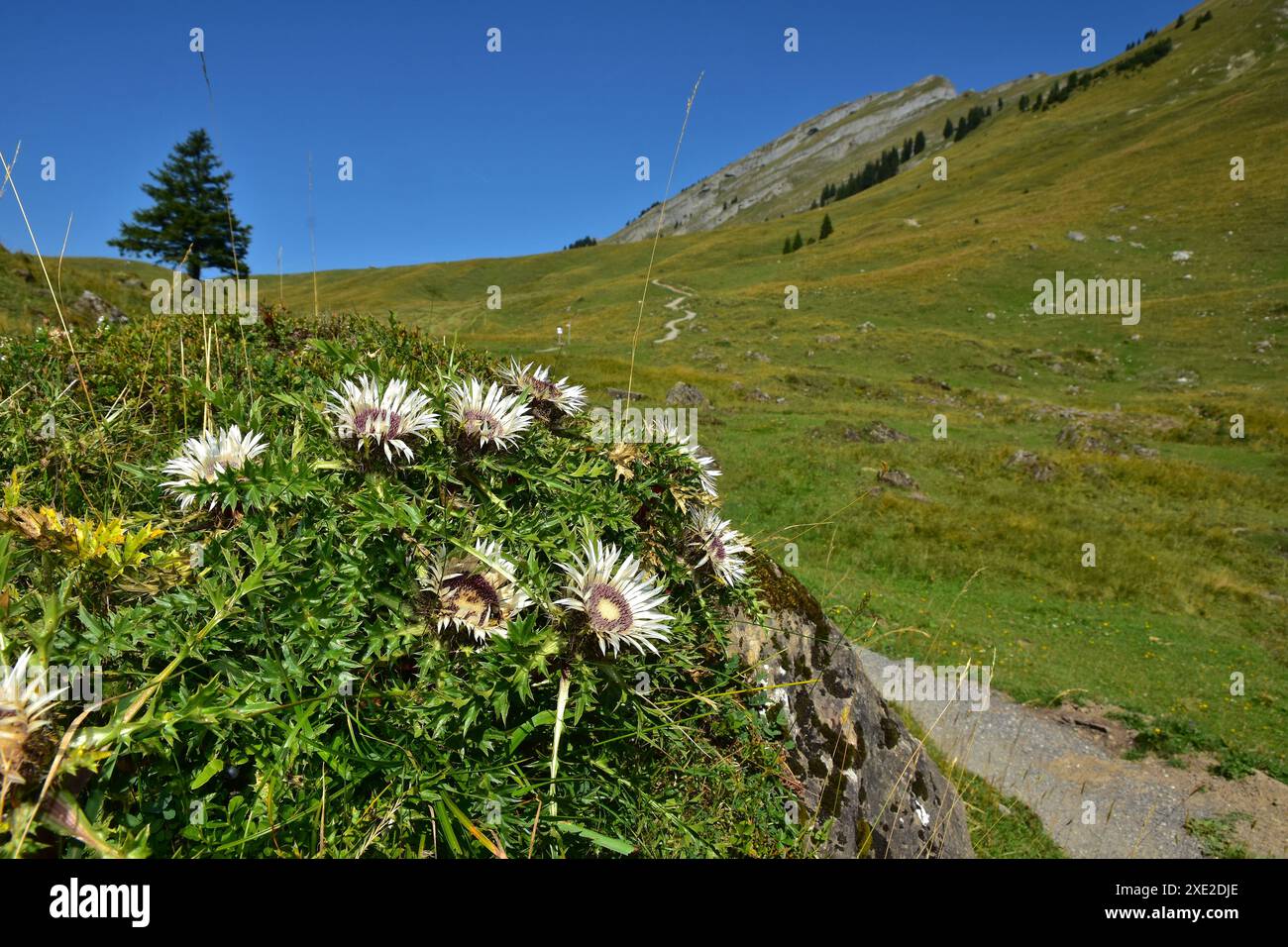Silberdisteln auf der Wurzachalpe im Bregenzerwald; Vorarlberg; Österreich; Stockfoto