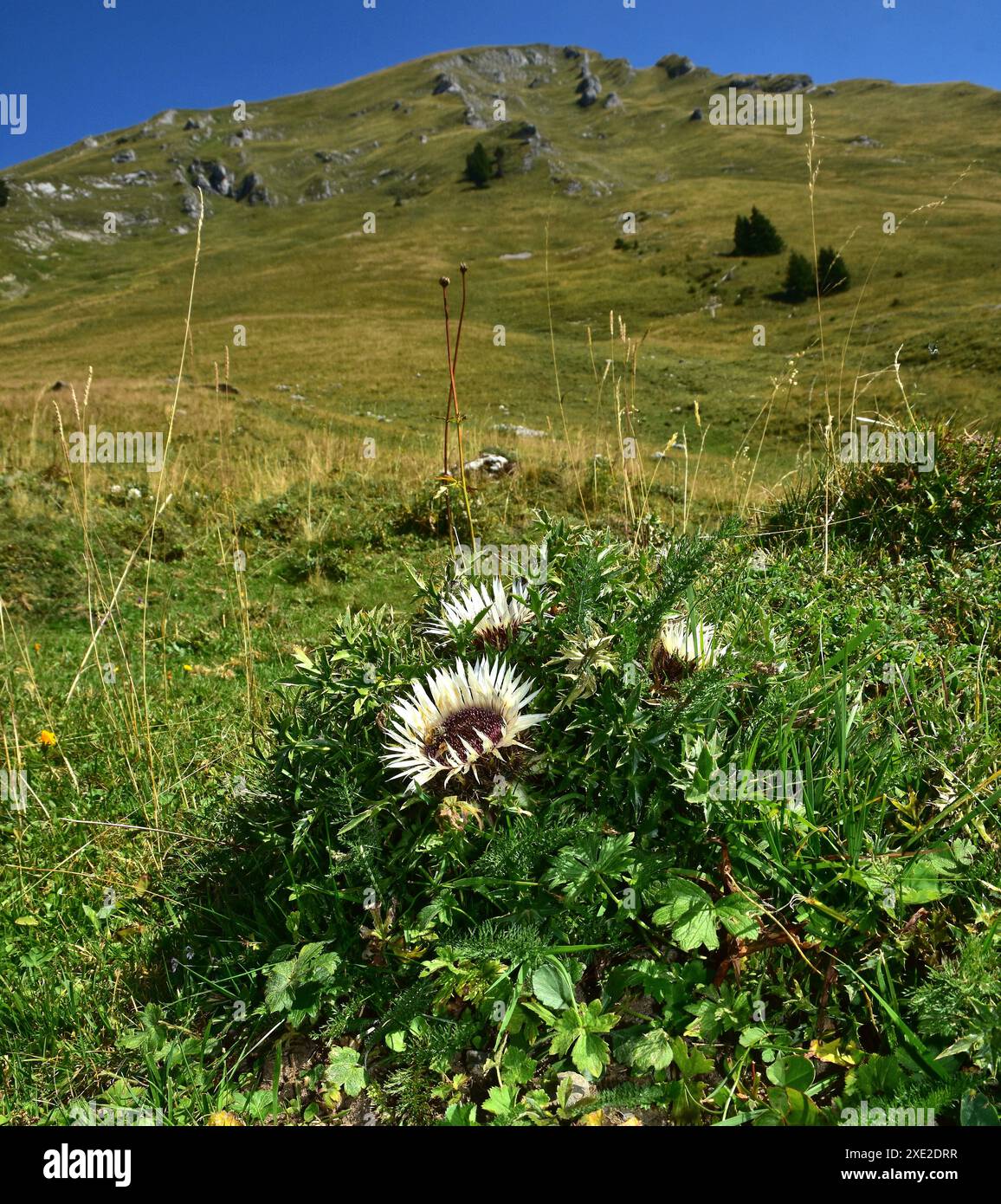 Silberdisteln auf der Wurzachalpe im Bregenzerwald; Vorarlberg; Österreich; Stockfoto