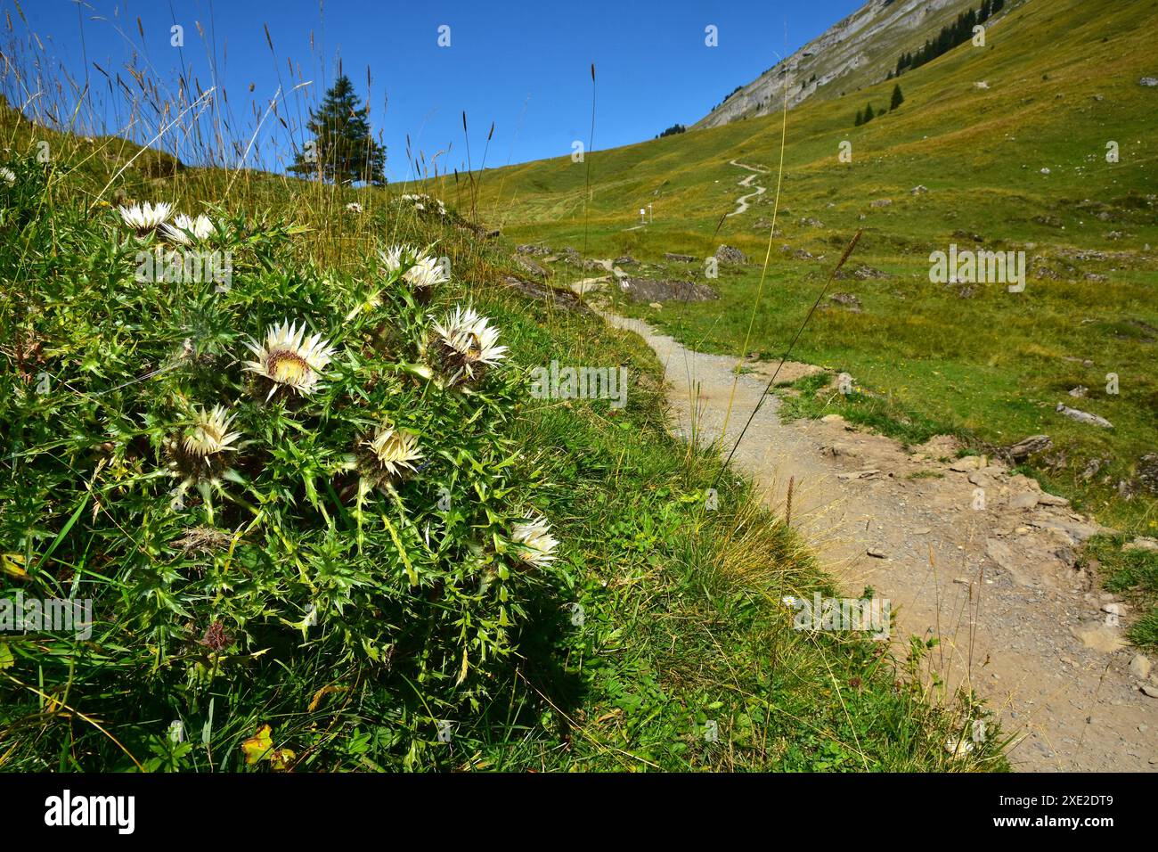Silberdisteln auf der Wurzachalpe im Bregenzerwald; Vorarlberg; Österreich; Stockfoto