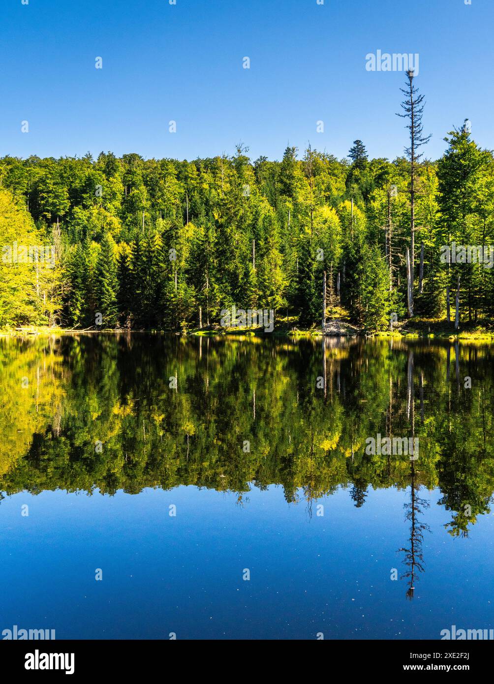 Martinsklaussee im Nationalpark Bayerischer Wald 1 Stockfoto