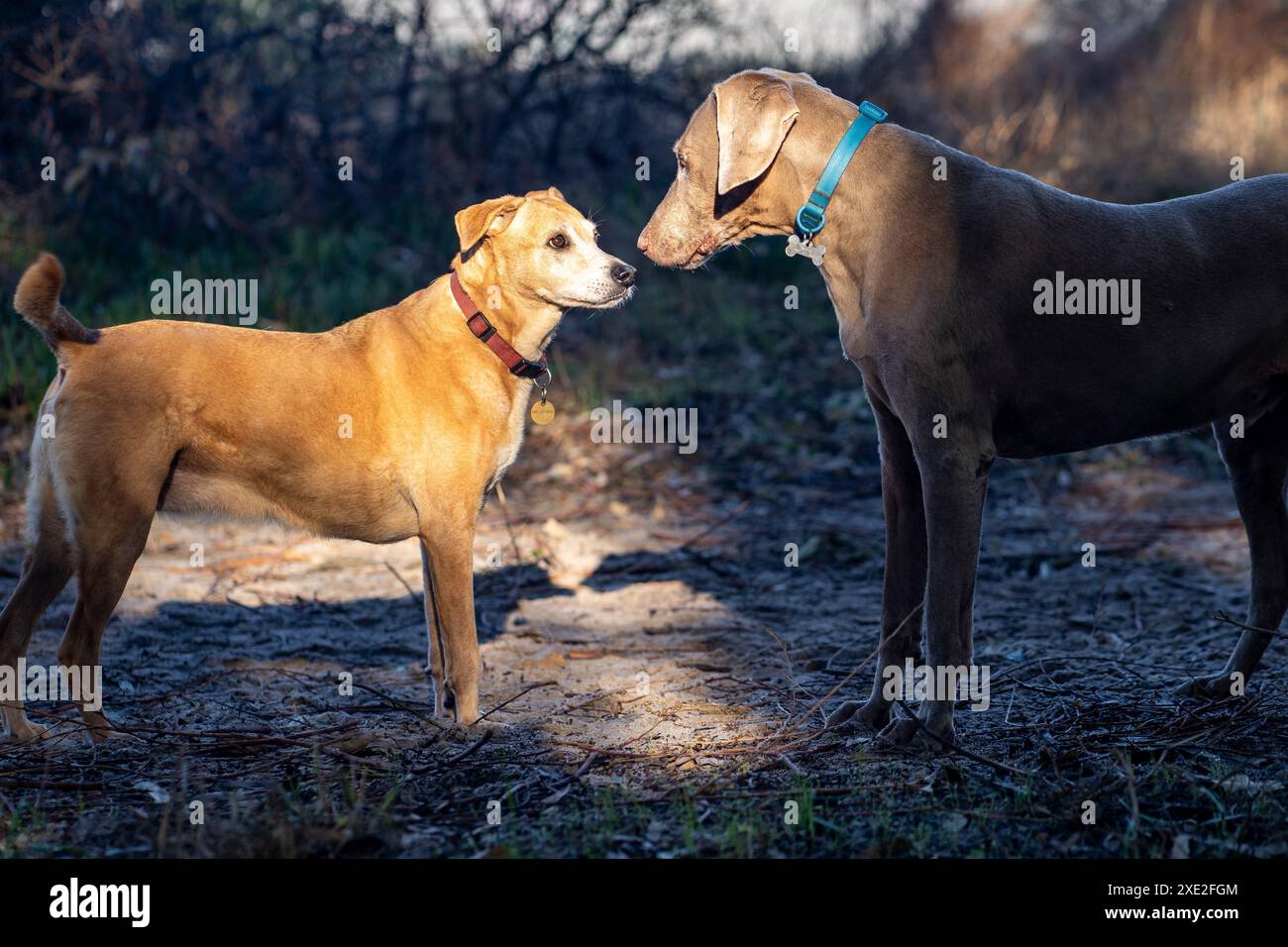 Zwei Hunde, die sich in einem bewaldeten Gebiet gegenüberstehen, mit Sonnenlicht, was einen dramatischen Effekt erzeugt. Einer von ihnen ist Weimaraner. Stockfoto