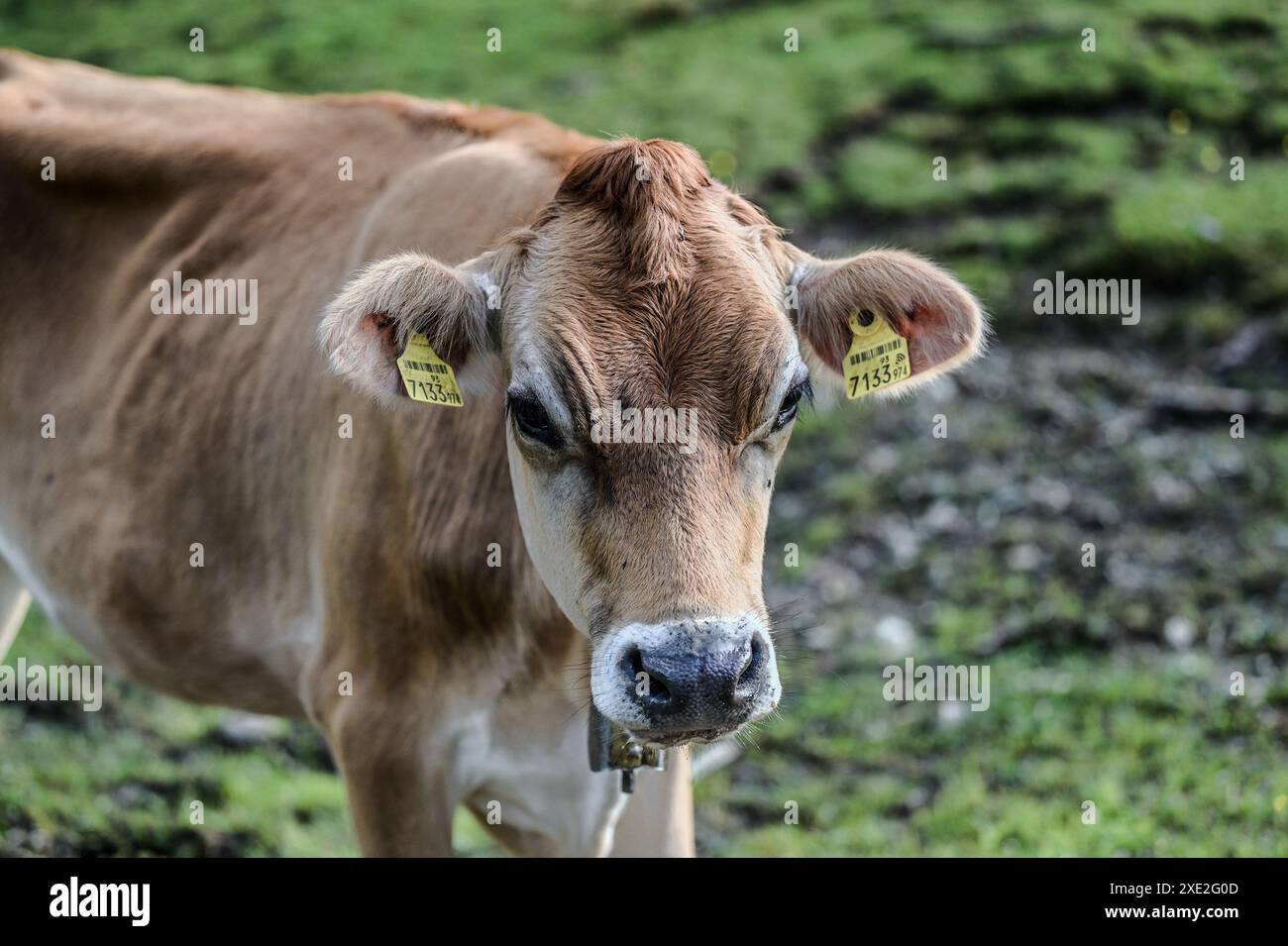 Kuh auf einer Alm in den österreichischen Alpen Stockfoto