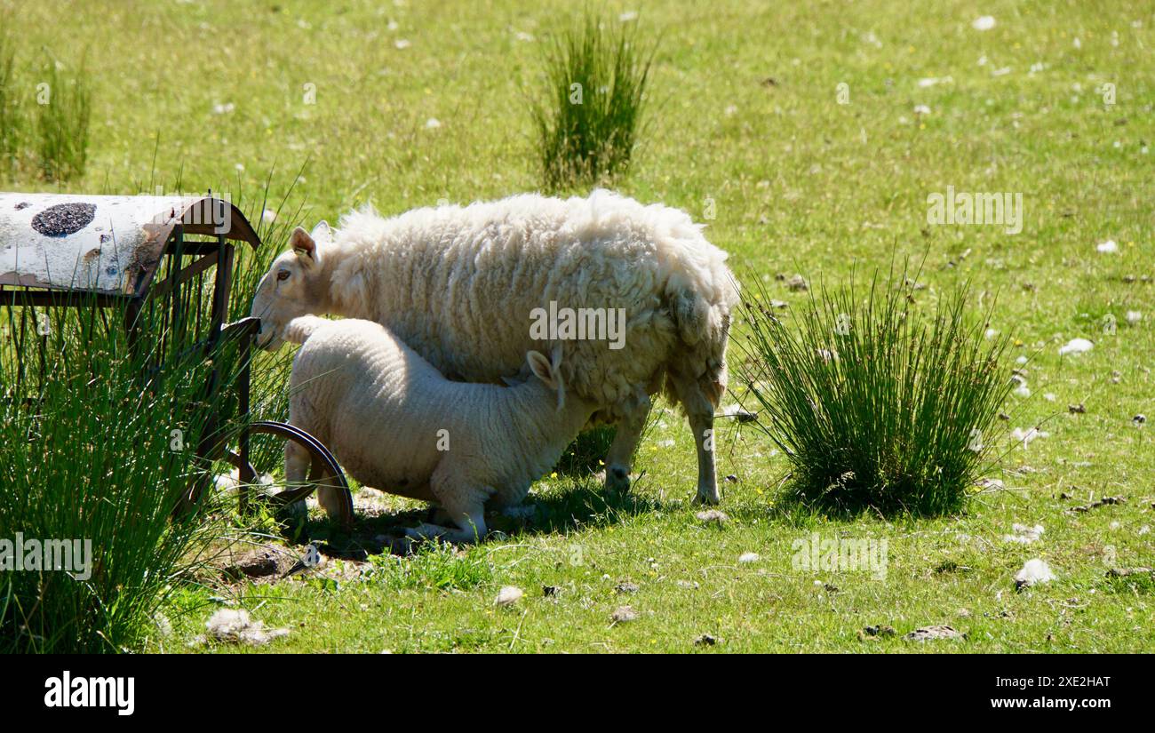 Lamm trinkt Milch von seiner Mutter in Schottland Stockfoto