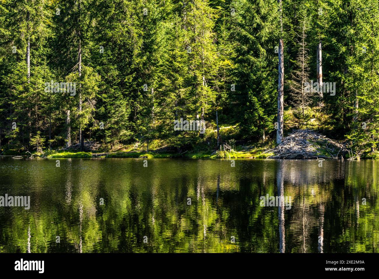 Martinsklaussee im Nationalpark Bayerischer Wald 2 Stockfoto