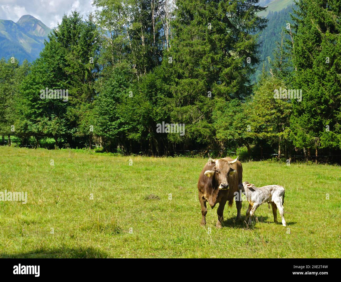 Naturpark Lechtal; Tirol; Österreich; Neugeborenes Kalb auf der Weide Stockfoto