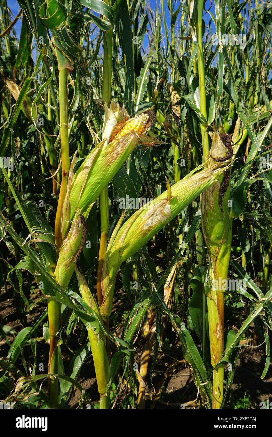 Zea mays; Mais; Mais; Stockfoto