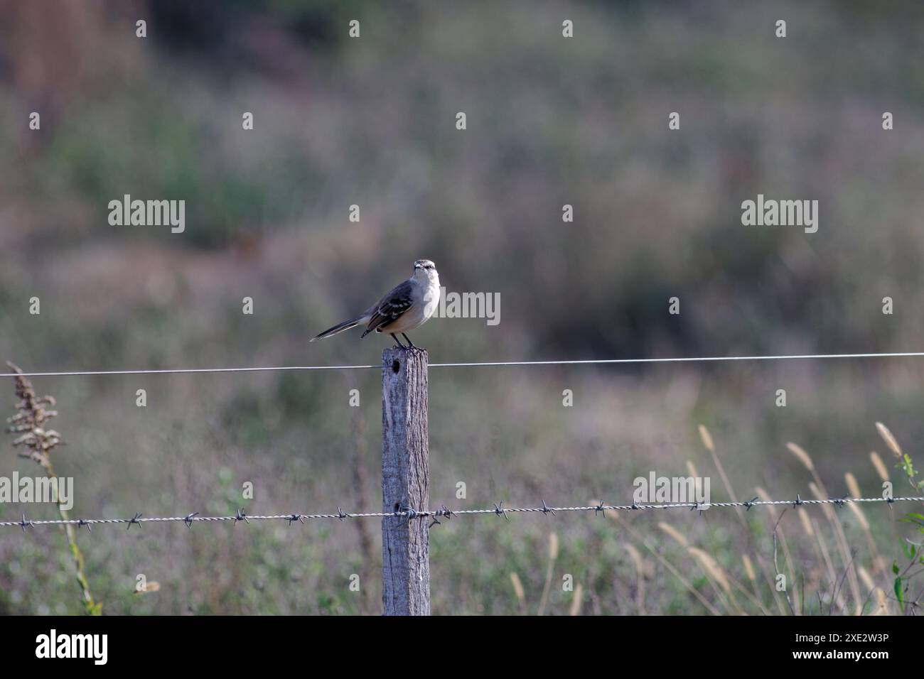 Calandria-Mockingbird, eine Art von Cuicacoches und Mulatten. Große Kalandrien, Kalandrien, Schleien, Zenzonteln. Mimidae. Mimus Patagonicus Stockfoto