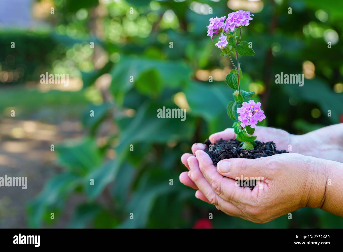 Lantana-Blüte wächst in den Händen einer Frau mit Erde Stockfoto