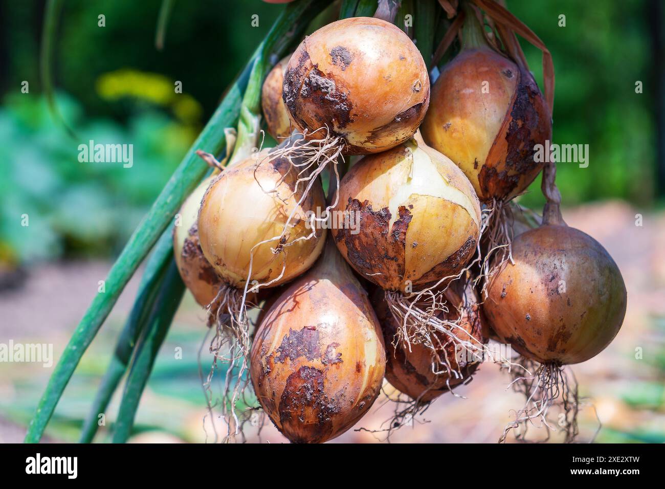 Zwiebel. Bündel von frisch geernteten Zwiebeln Stockfoto