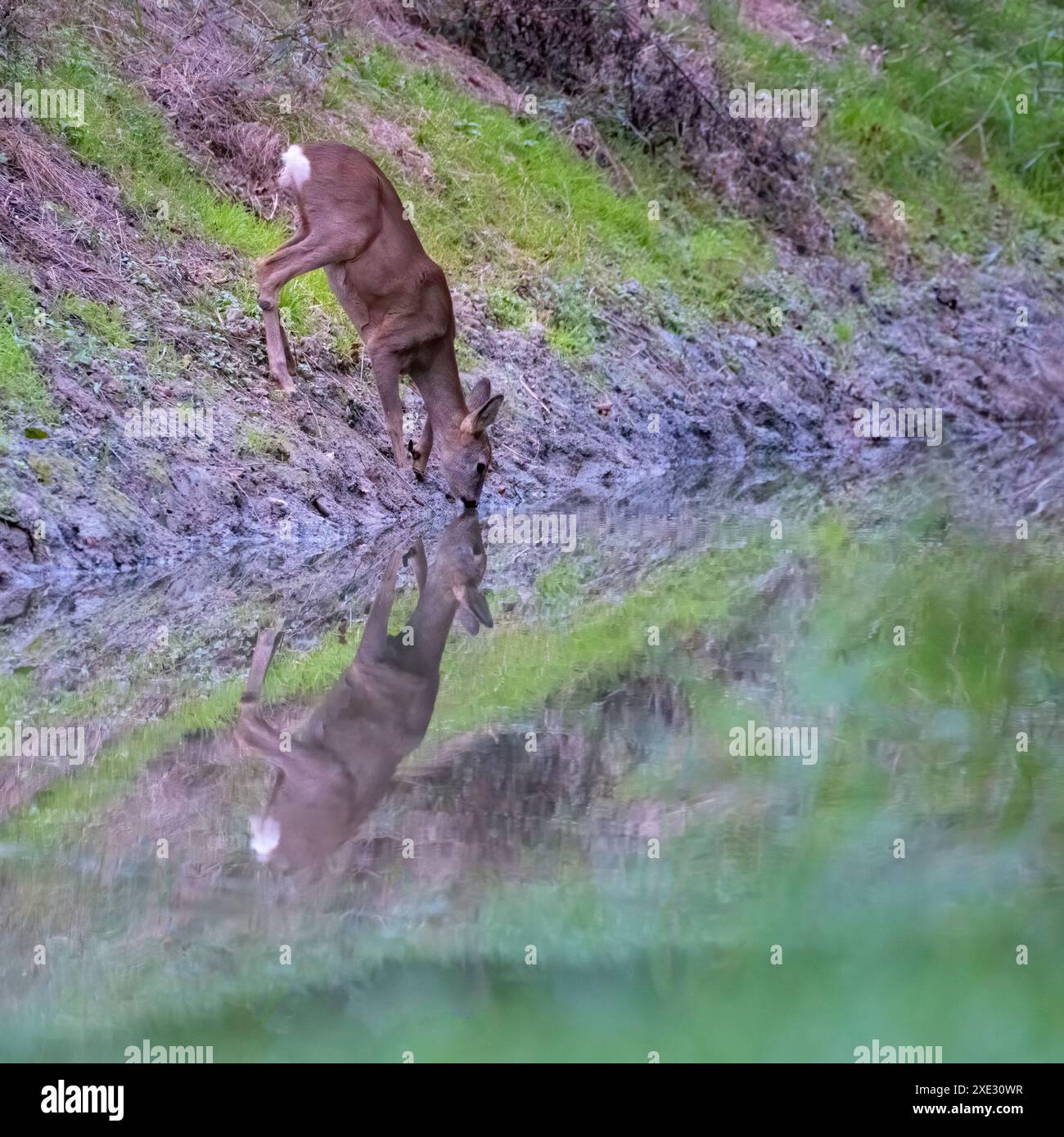 Ein junges braunes, durstiges weibliches Reh, das aus einem kleinen See im National Feuchtgebiet trinkt. Reflexion des Tieres im Wasser Stockfoto