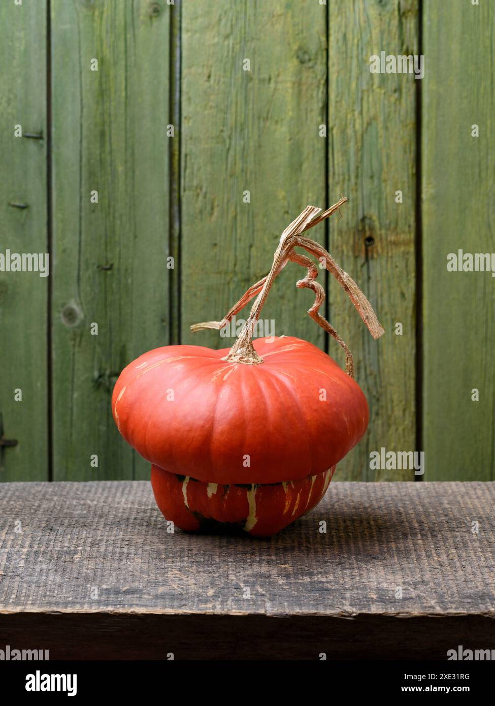 Turban Kürbis oder Turks Turban Kürbis auf einem alten Holztisch mit grünem Hintergrund und Kopierraum Stockfoto