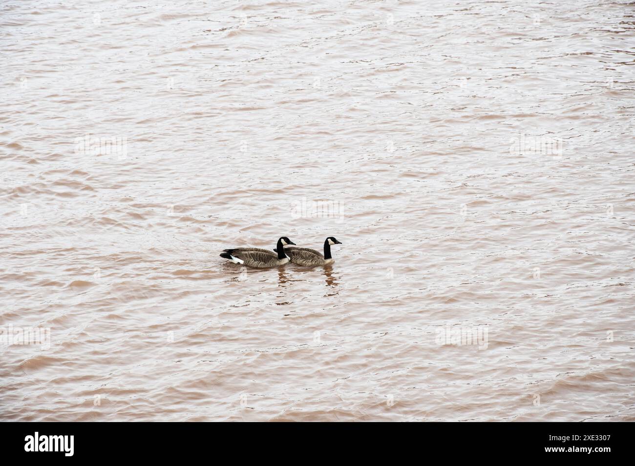 Kanadiengänse im Petitcodiac River in Moncton, New Brunswick, Kanada Stockfoto