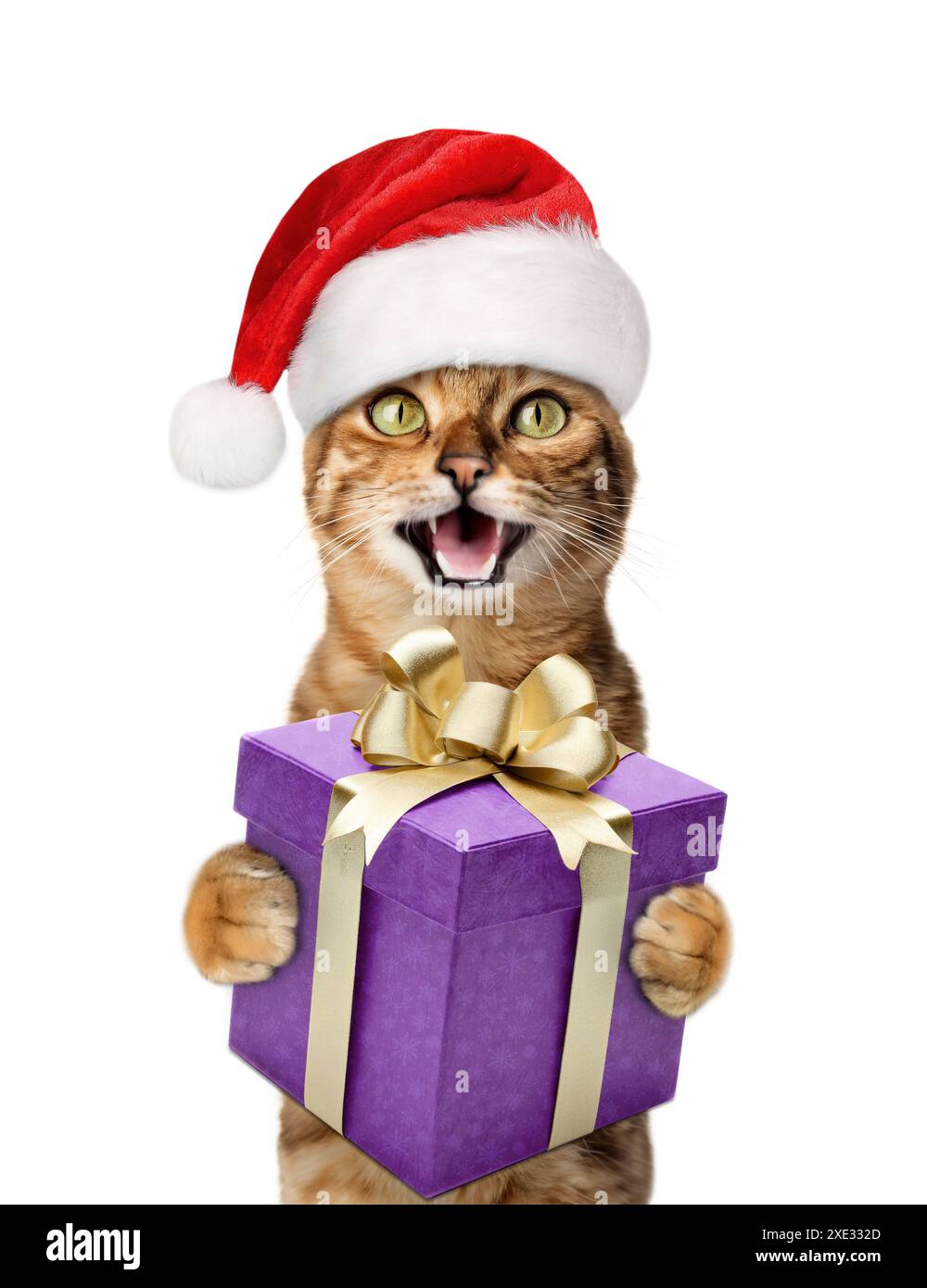 Eine fröhliche Katze mit Weihnachtsmann-Hut lächelt und hält ein Geschenk in seinen Pfoten. Stockfoto