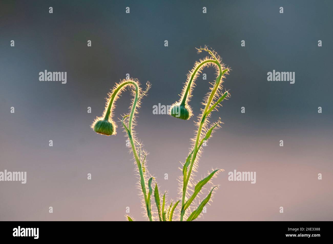 Trichome auf dem Stamm einer Wildblume mit Knospen, Calden Forest, La Pampa Argentina Stockfoto