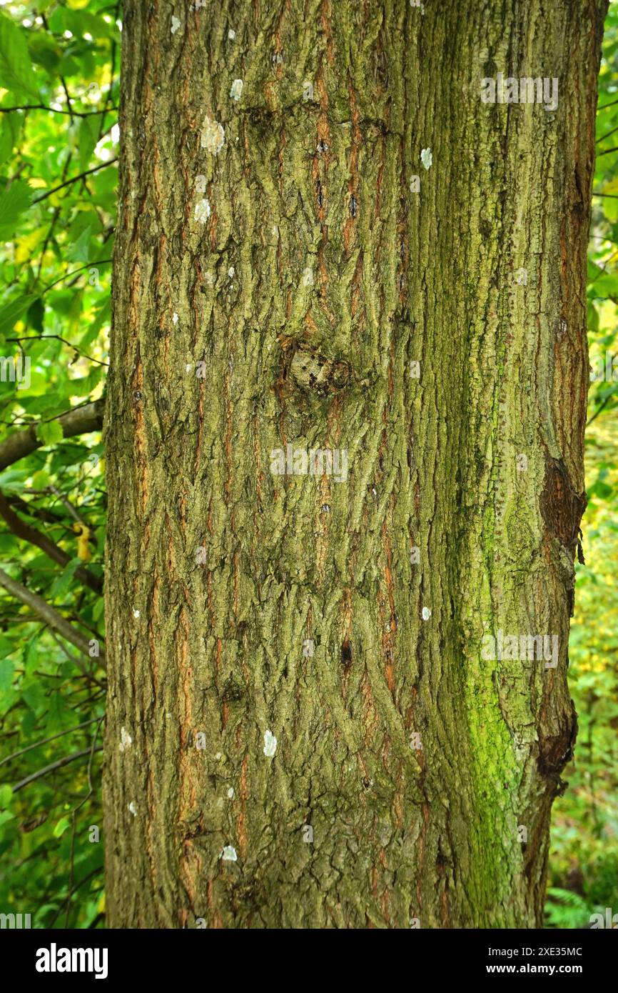 Schottische Ulme; Rinde Stockfoto