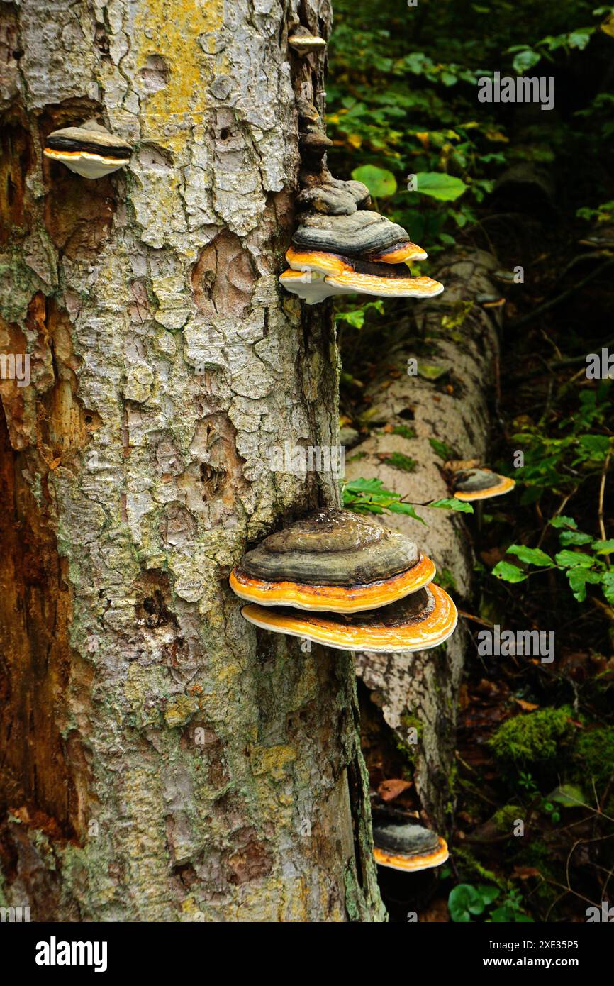 Rotbandpilz; Rotbandpolypore; Stockfoto