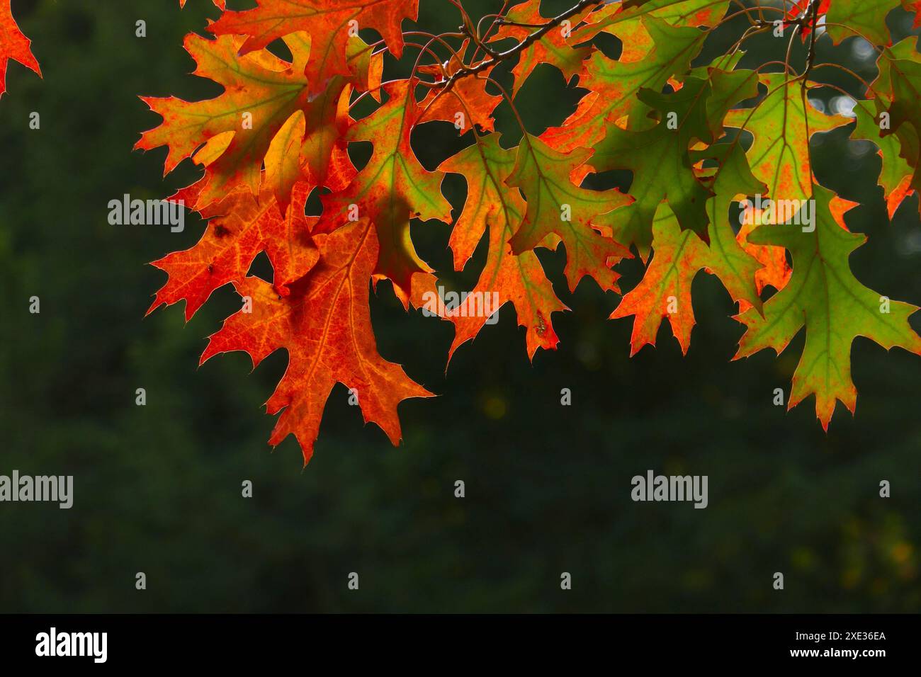 Blätter einer Sumpfeiche im Herbst Stockfoto