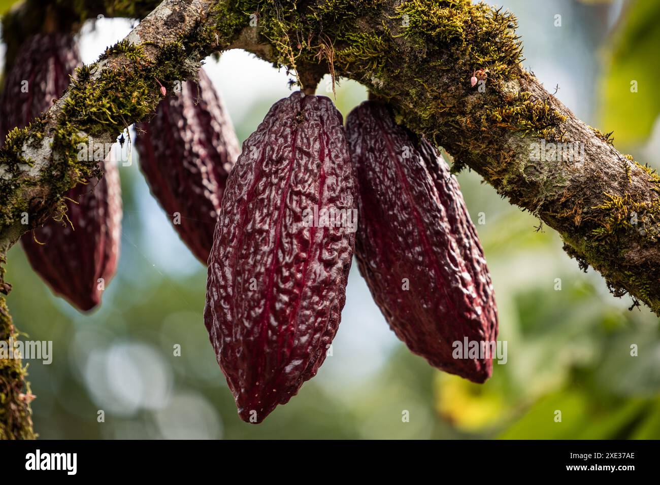Zwei Bio-Kakaofrüchte hängen von einem Baum im üppigen Amazonas-Regenwald Ecuadors. Erfasst die natürliche Schönheit und Artenvielfalt der Region, Sho Stockfoto