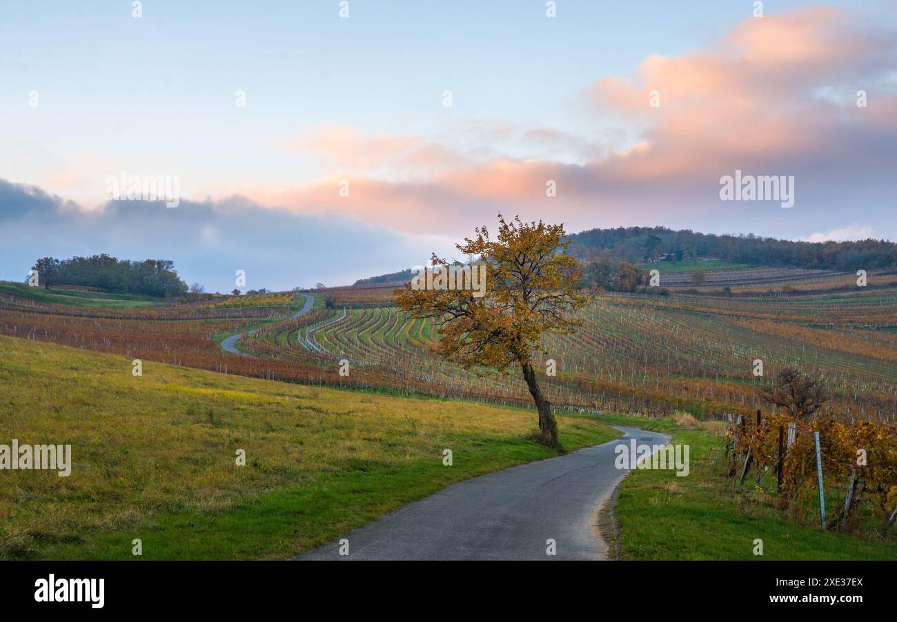 Österreich, Burgenland, Bezirk Oberpullendorf, nahe Neckenmarkt, Weinberge bei Sonnenaufgang im Herbst, Blick über Deutschkreutz, Blaufra Stockfoto