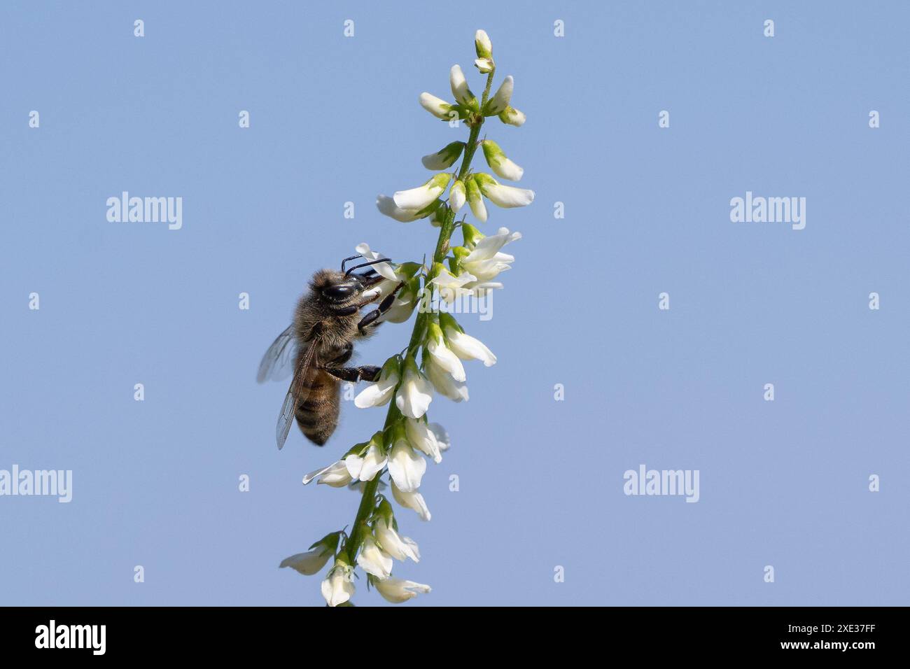 Honigbiene hockt auf kalifornischer Wildblume, die den Pollen aus den Blütenblättern extrahiert. Stockfoto