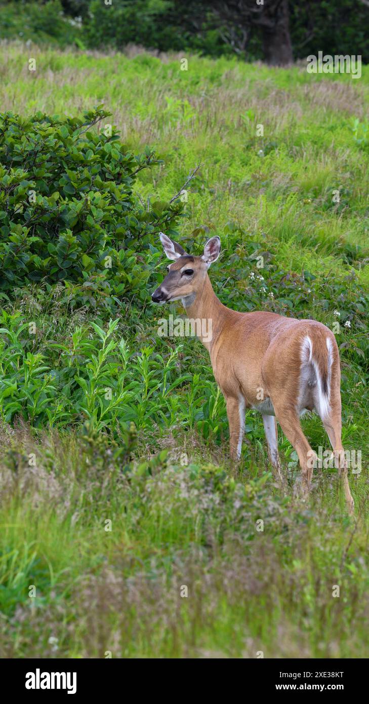 Hirsch auf dem Roan Mountain Stockfoto