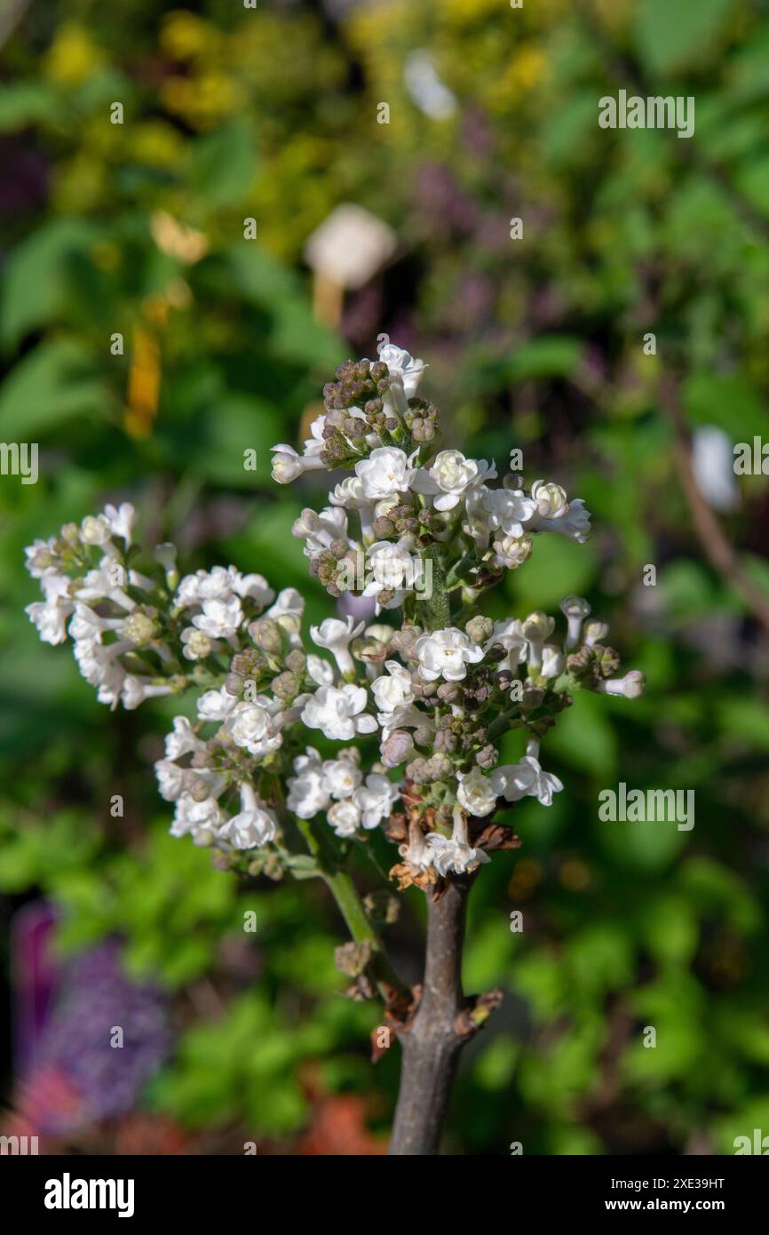 Der gemeine Flieder (Syringa vulgaris, Krasavitsa Moskvy), auch als französischer Flieder oder einfach Flieder bekannt, der in der Garde blüht Stockfoto