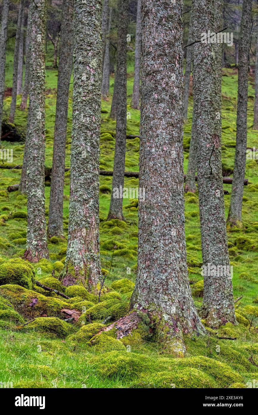 Baumstämme und ein moosiger Boden, gesehen im Lake District, Großbritannien Stockfoto