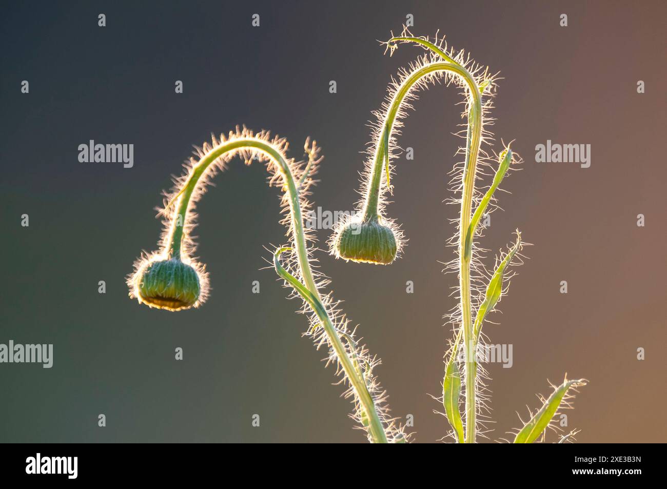 Trichome auf dem Stamm einer Wildblume mit Knospen, Calden Forest, La Pampa Argentina Stockfoto