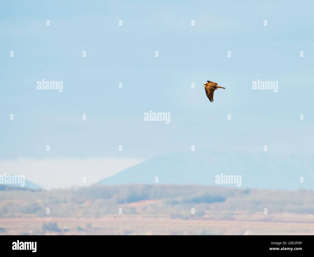 Marsh harrier (Circus aeruginosus) jagen über Schilfbeete Stockfoto