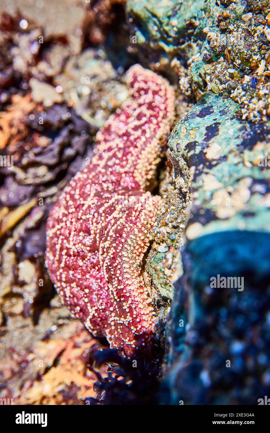 Purple Sea Star in Tide Pool Nahaufnahme am Lone Ranch Beach Stockfoto