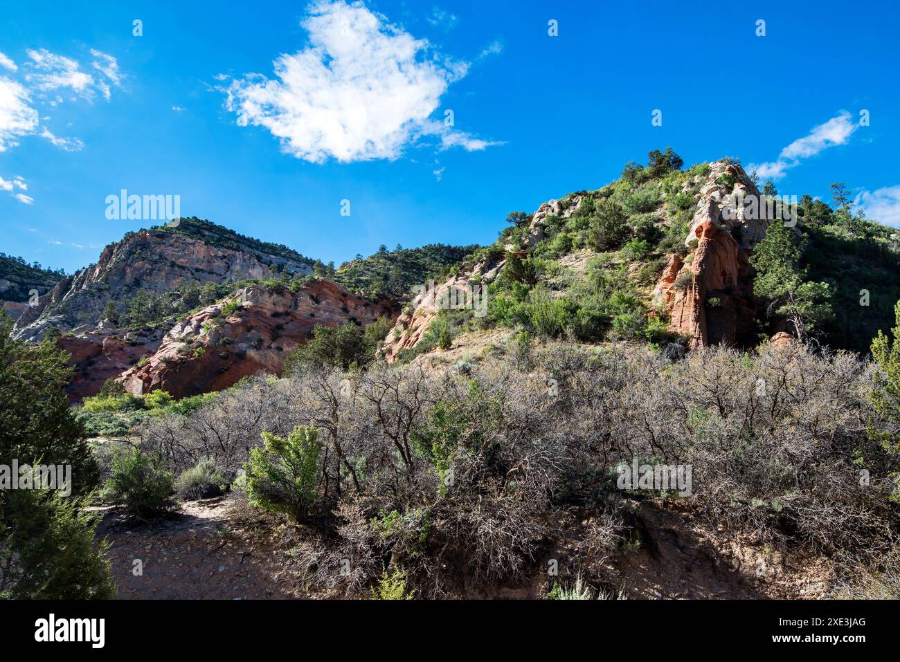 Red Hollow Slot Canyon Trail – hoch aufragende Felsformationen bieten einen atemberaubenden geologischen Kontrast mit leuchtenden roten und hellen Steinschichten. Stockfoto