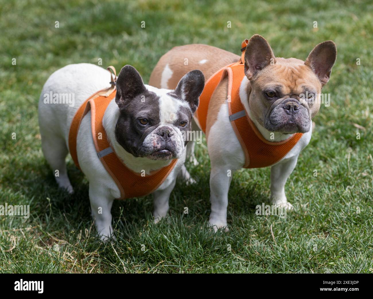6 Jahre Alte Rattenfäule Französische Bulldogschwestern. Off-Leine Dog Park in Nordkalifornien. Stockfoto