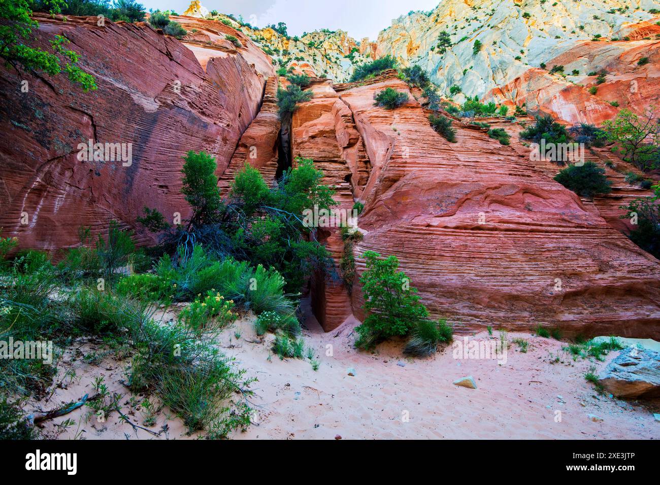 Red Hollow Slot Canyon – hoch aufragende Felsformationen mit leuchtenden Rot-, Orange- und Beigetönen erheben sich inmitten einer verstreuten, üppigen grünen Vegetation. Stockfoto