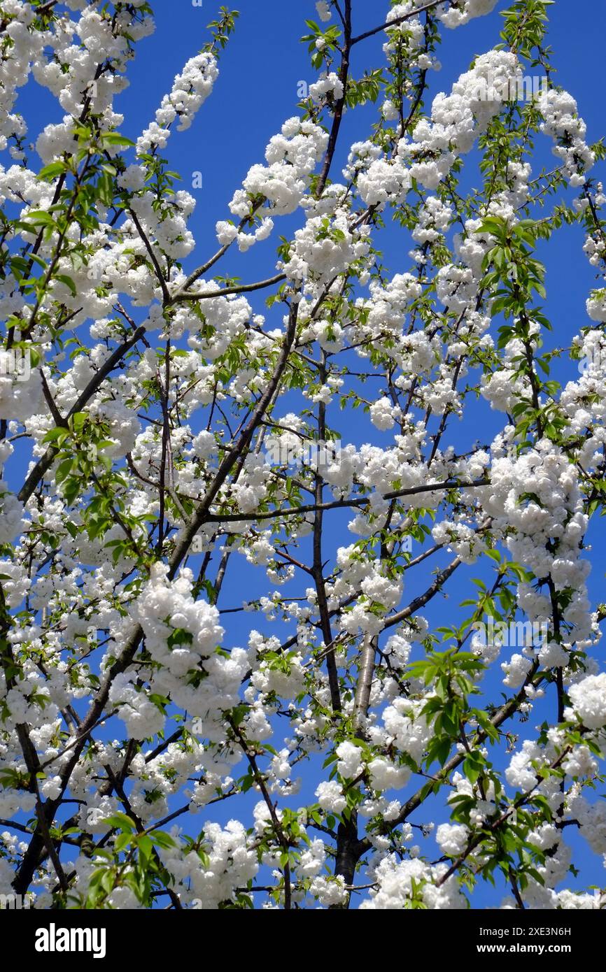 Blühende Kirschbäume Baum Stockfoto