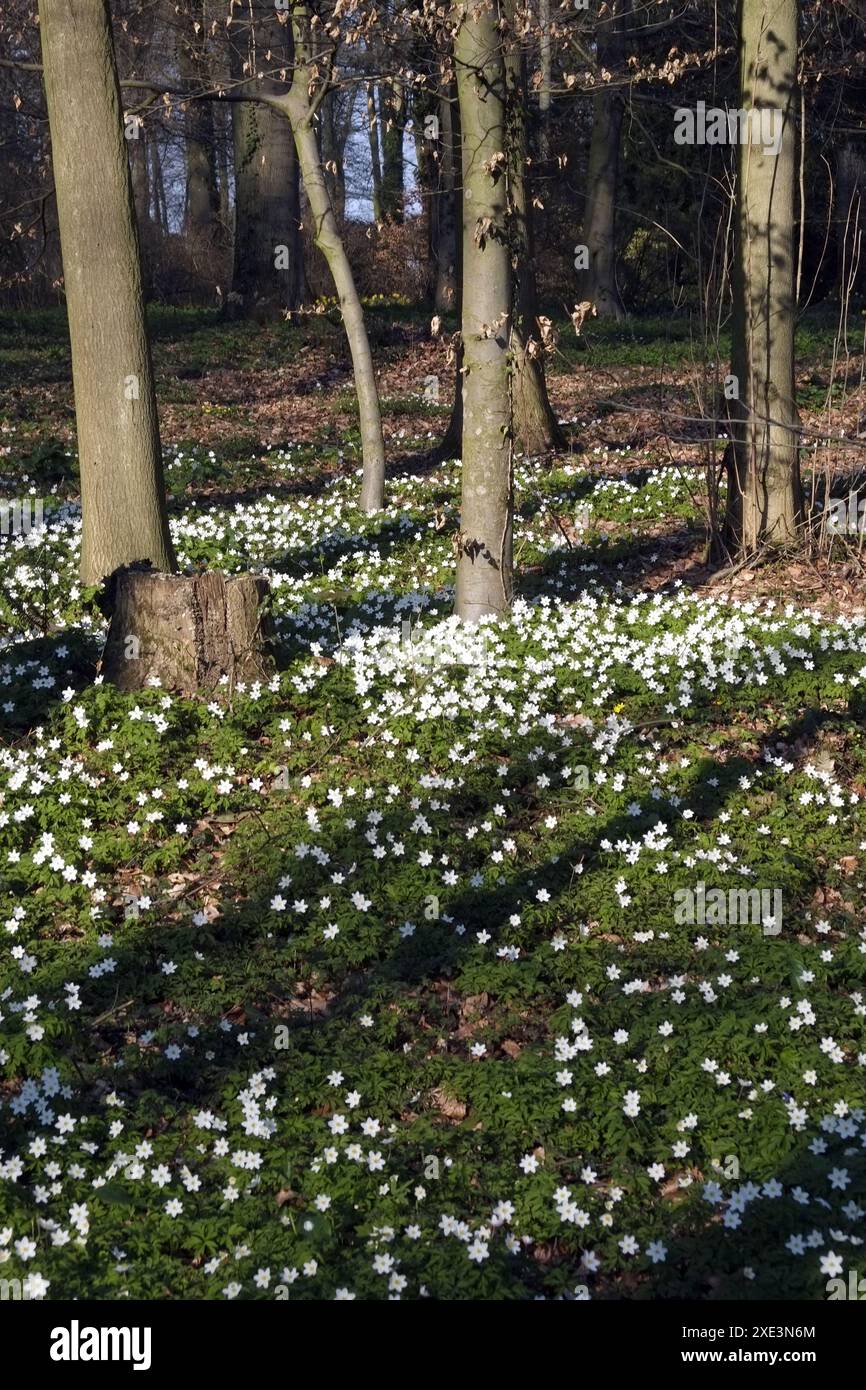 Holzanemonen auf dem Waldboden Stockfoto