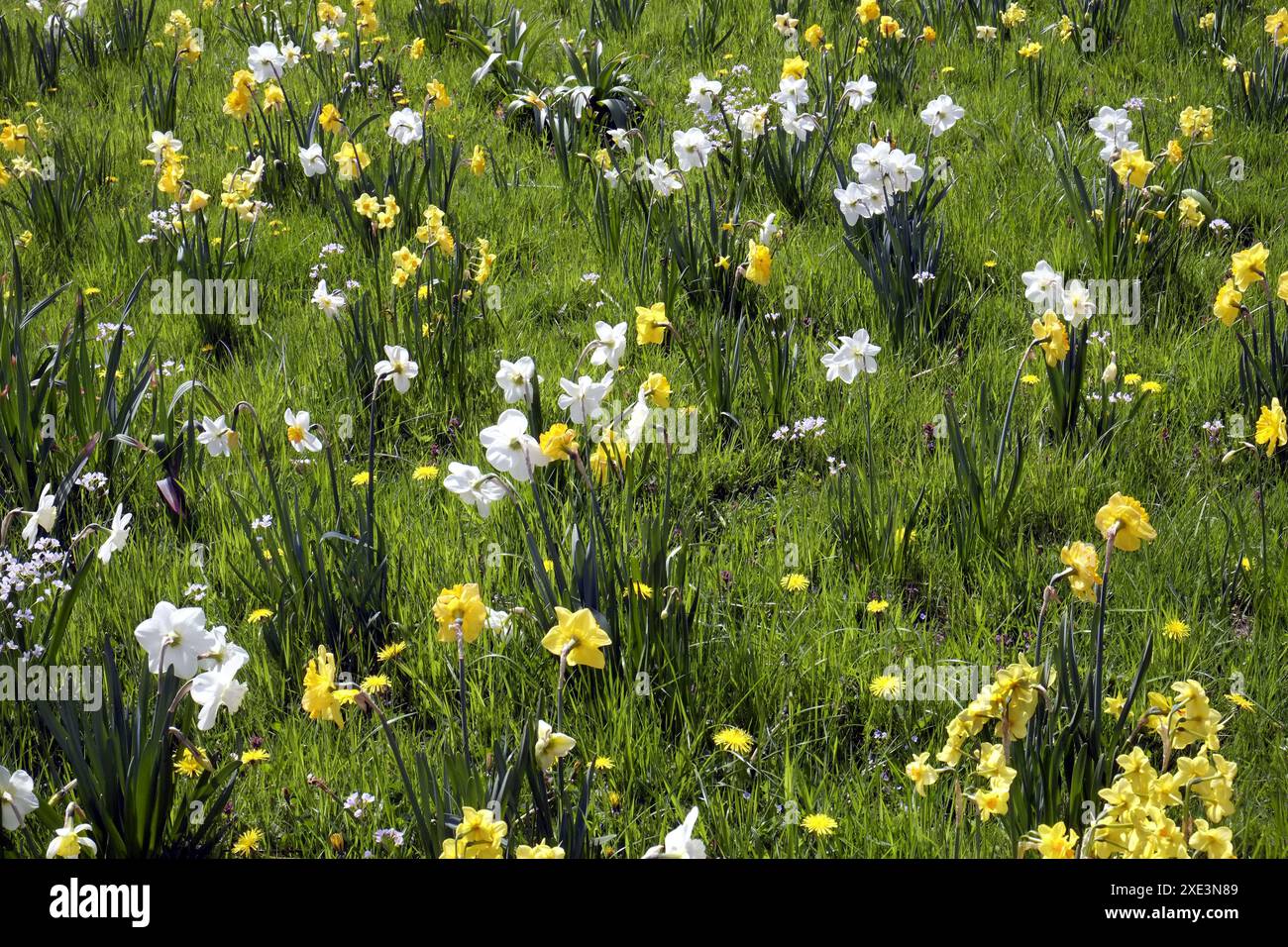 Narzissen in einer Wiese Stockfoto